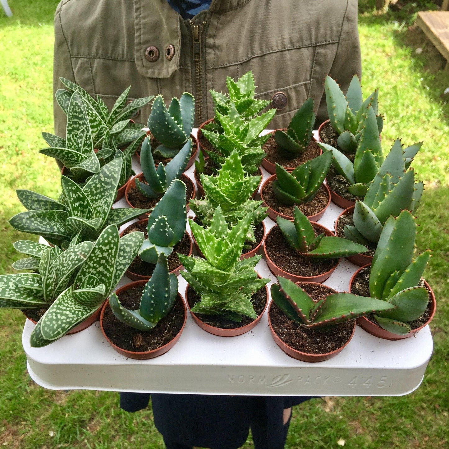 Aloe Exotic Assorted - View 14 from www redcrocus com
