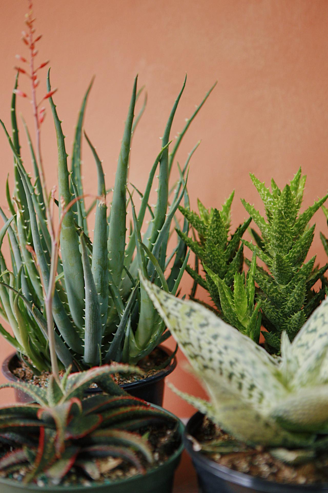 Aloe Exotic Assorted - View 1 from www redcrocus com