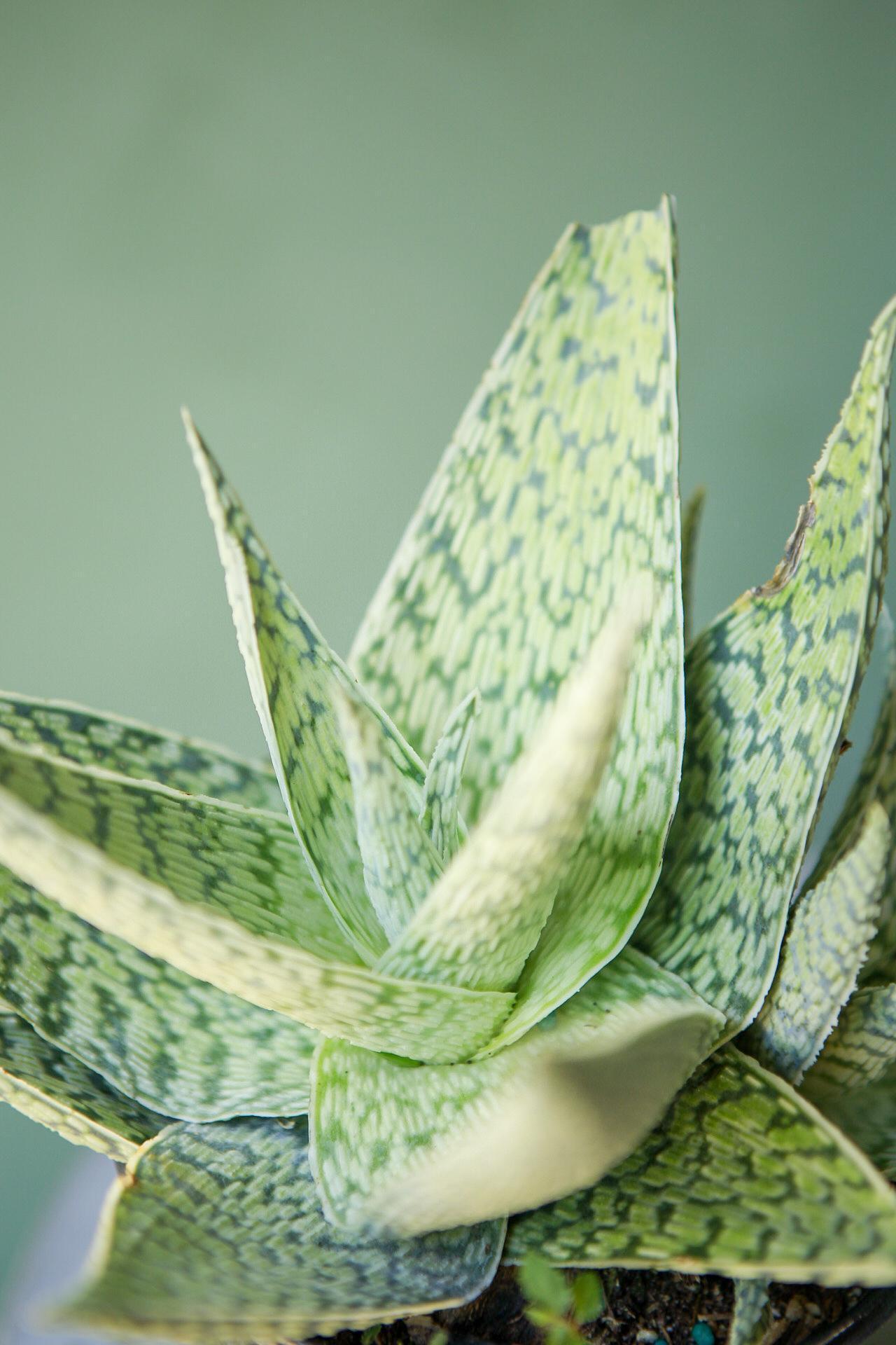 Aloe Exotic Assorted - View 4 from www redcrocus com