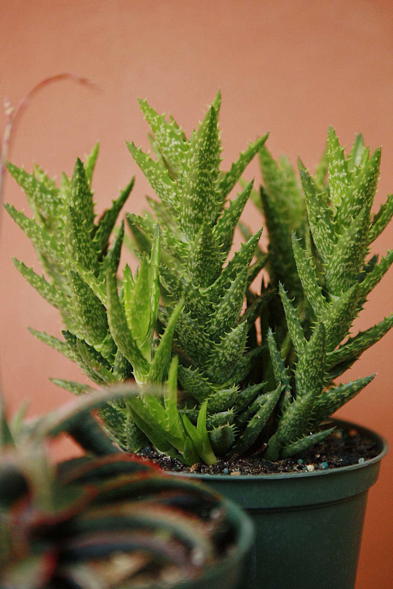 Aloe Exotic Assorted - View 6 from www redcrocus com