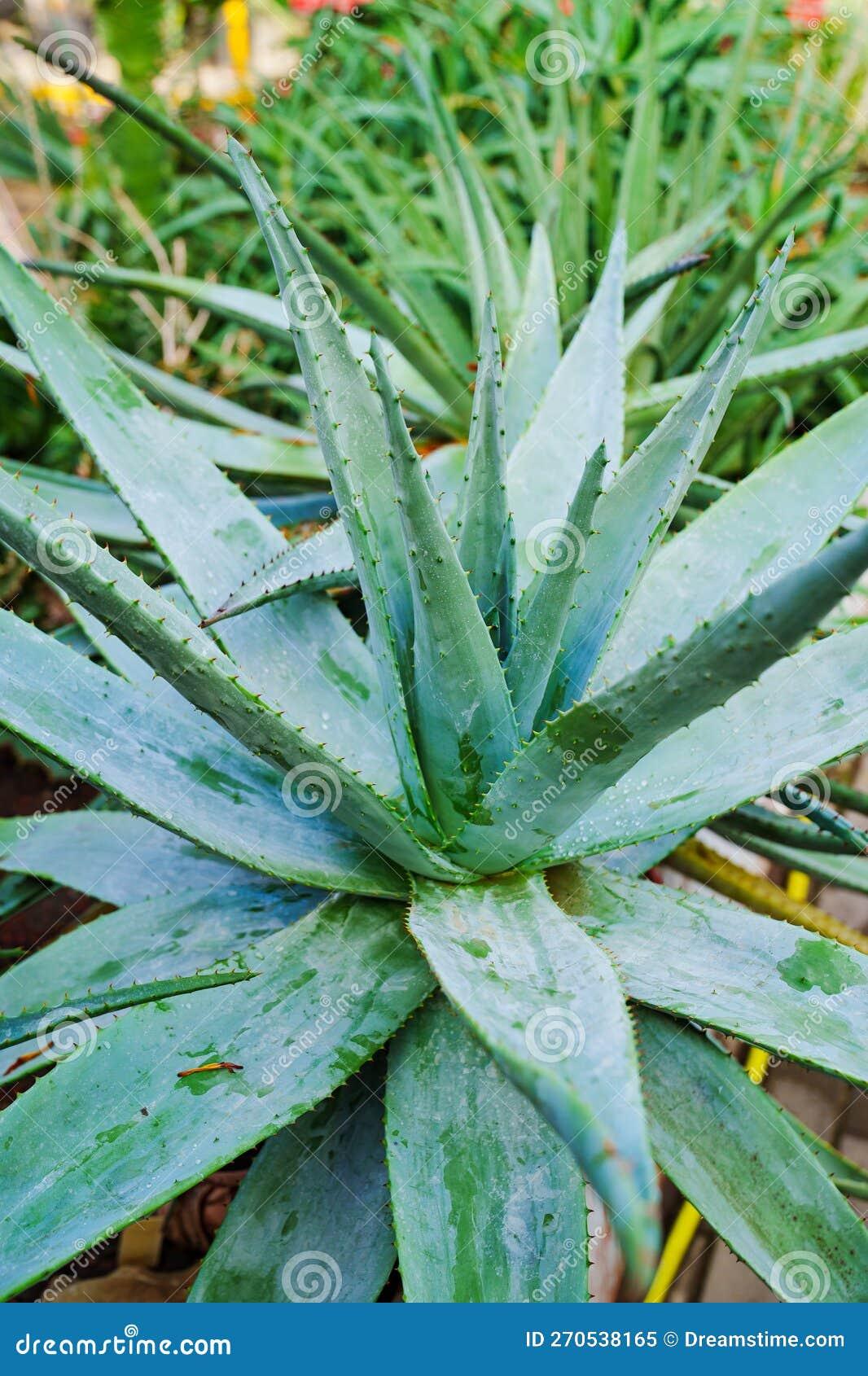 Aloe Exotic Assorted - View 7 from www redcrocus com