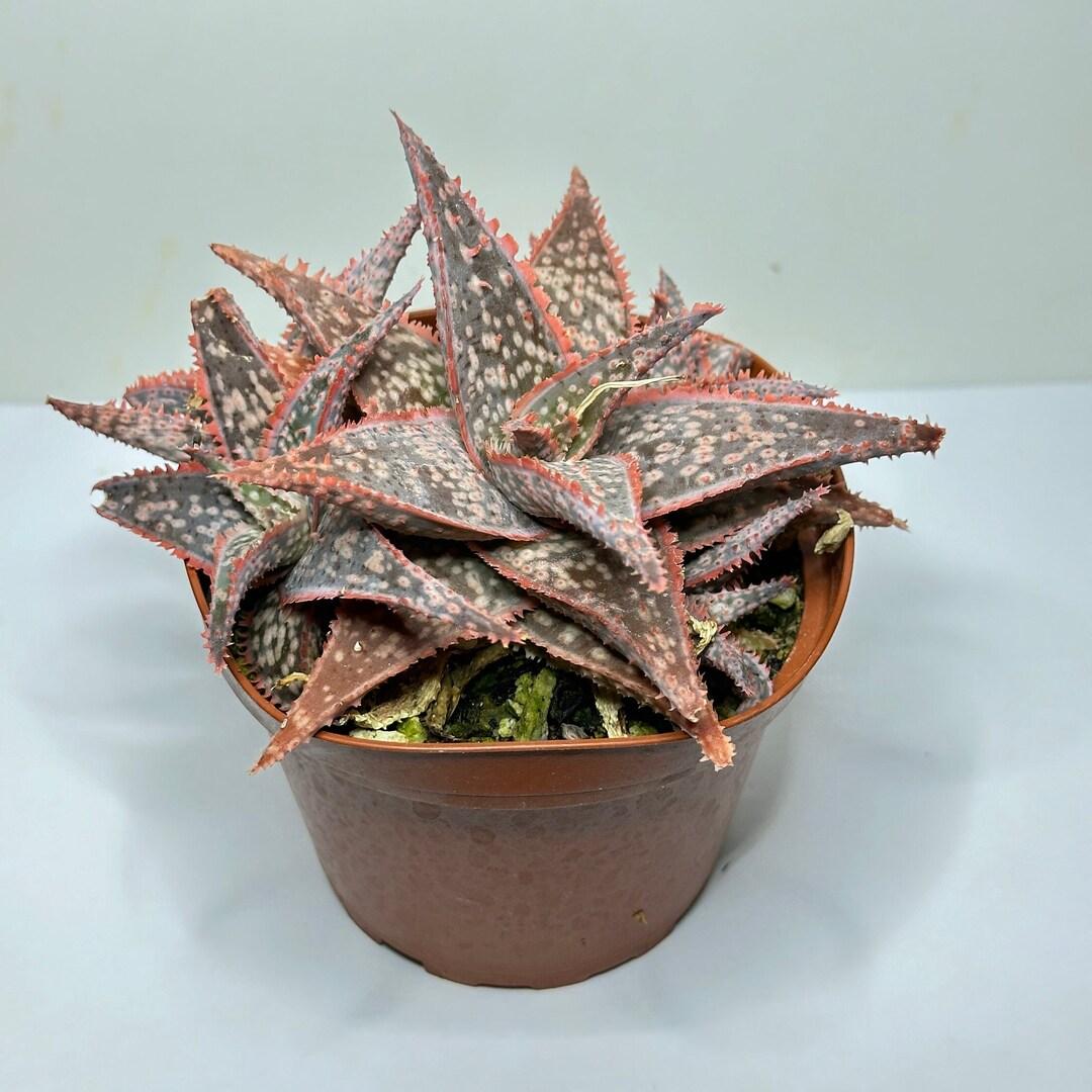 Aloe Exotic Assorted - View 8 from www redcrocus com