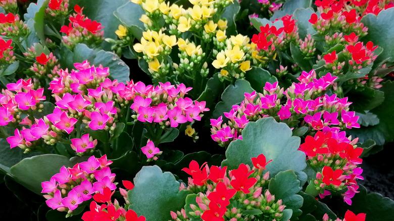 Kalanchoe Blooming Assorted - View 13 from www redcrocus com