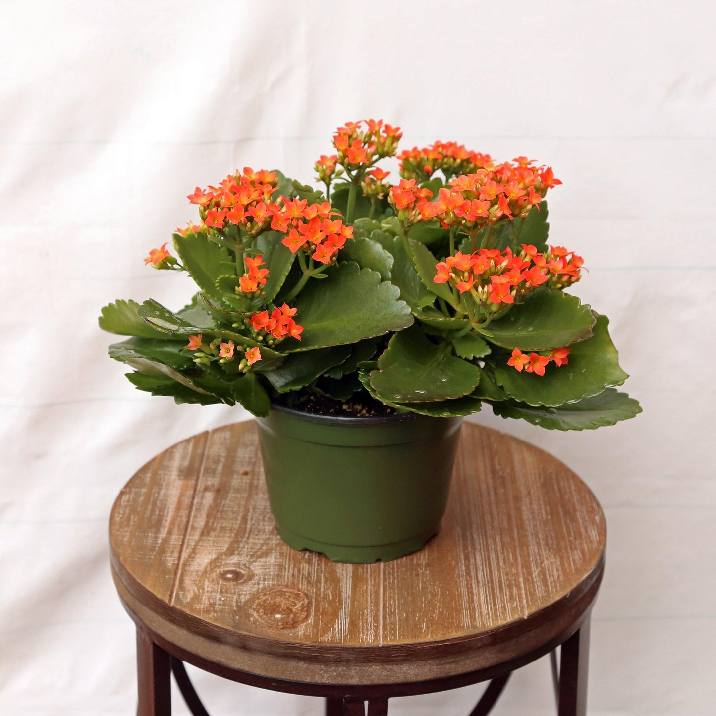 Kalanchoe Blooming Assorted - View 7 from www redcrocus com