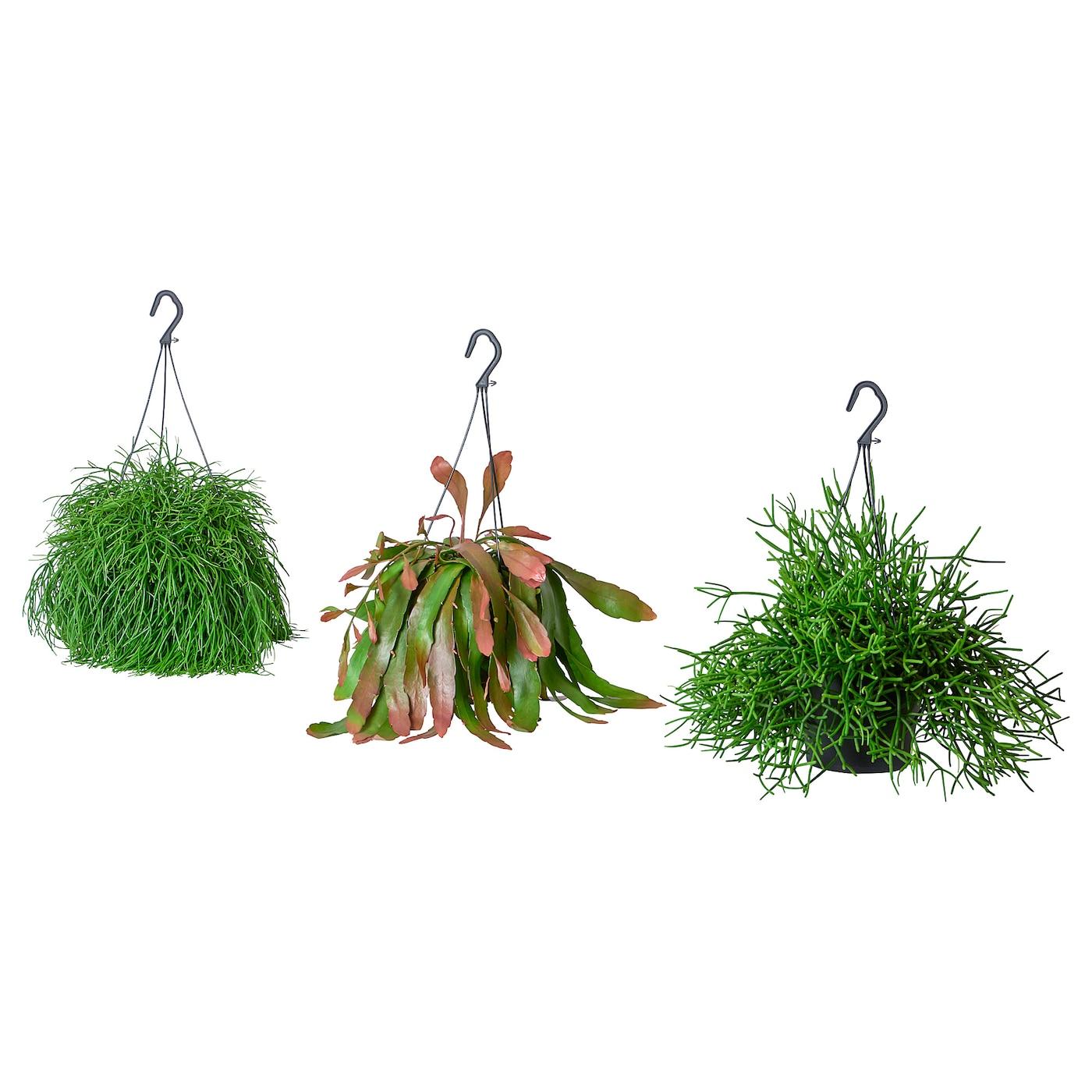 Rhipsalis Assorted - View 11 from www redcrocus com