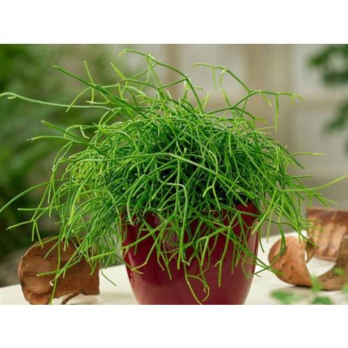 Rhipsalis Assorted - View 12 from www redcrocus com