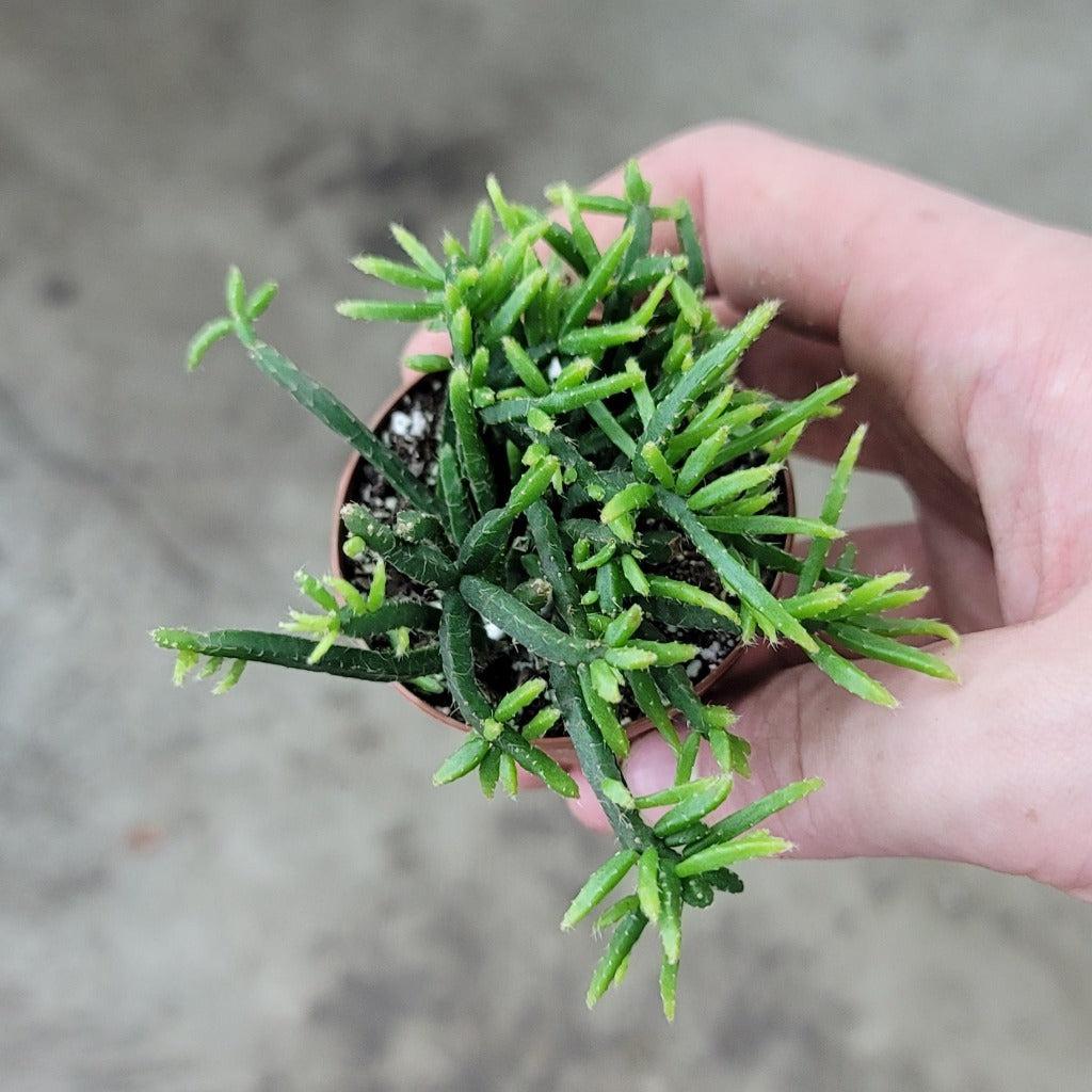Rhipsalis Assorted - View 13 from www redcrocus com