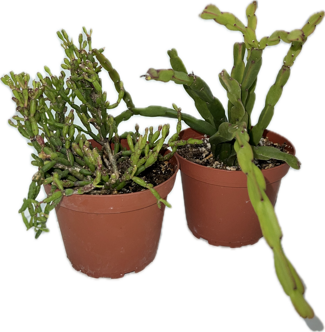 Rhipsalis Assorted - View 13 from www redcrocus com