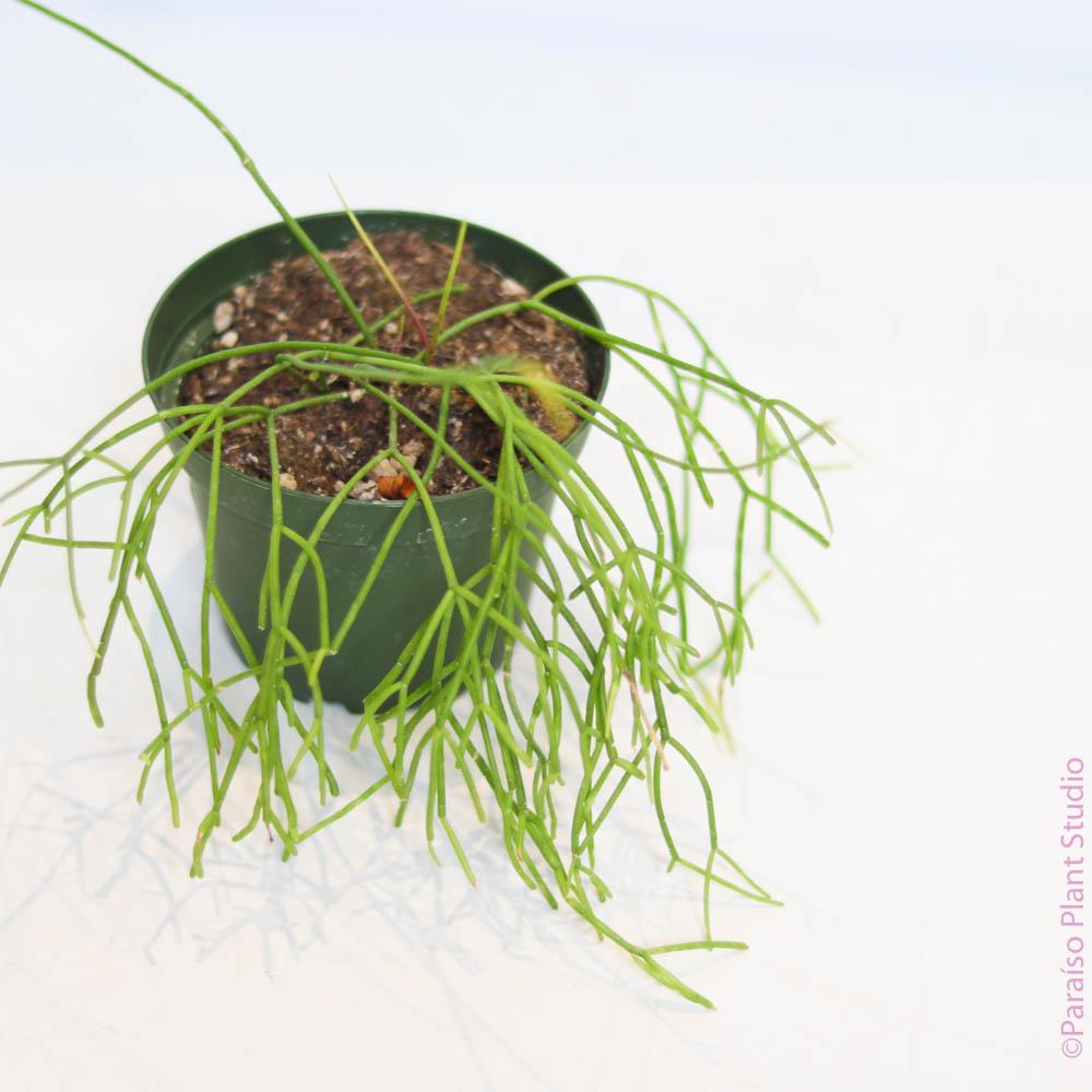 Rhipsalis Assorted - View 14 from www redcrocus com