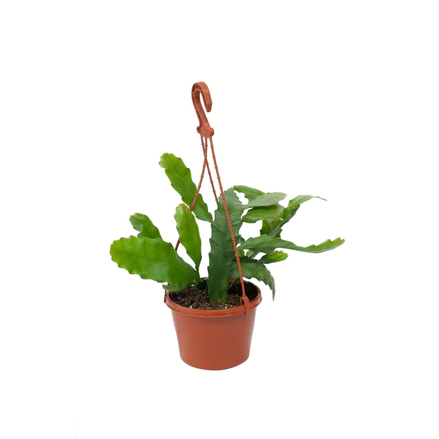 Rhipsalis Assorted - View 16 from www redcrocus com