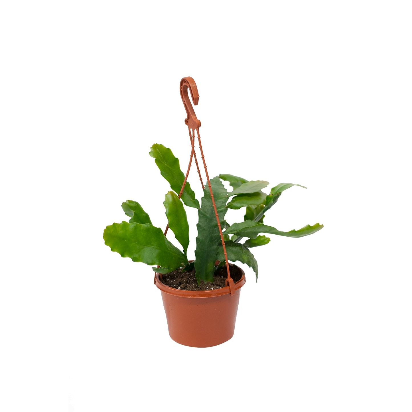 Rhipsalis Assorted - View 16 from www redcrocus com