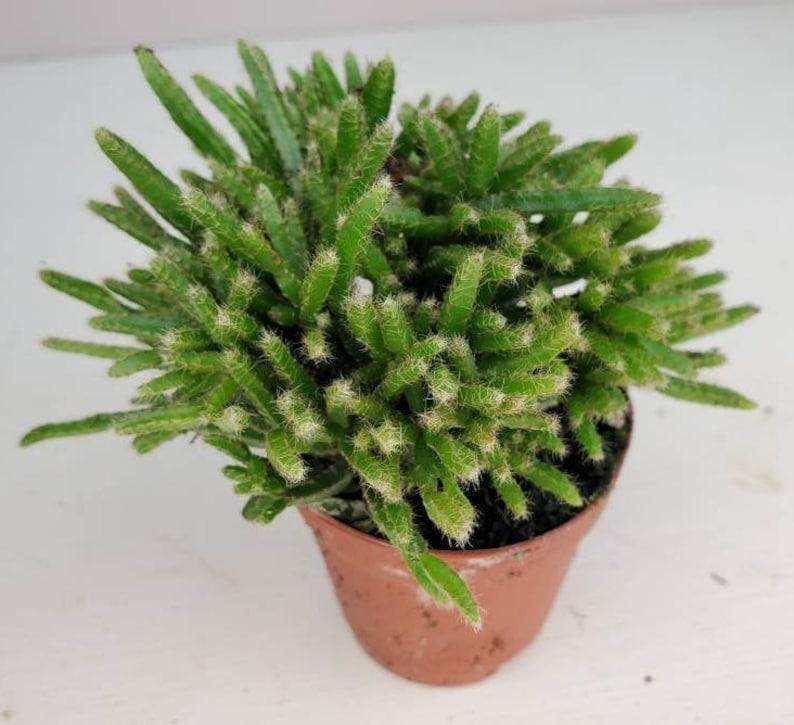 Rhipsalis Assorted - View 17 from www redcrocus com