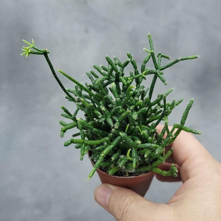 Rhipsalis Assorted - View 18 from www redcrocus com