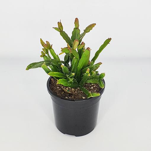 Rhipsalis Assorted - View 19 from www redcrocus com