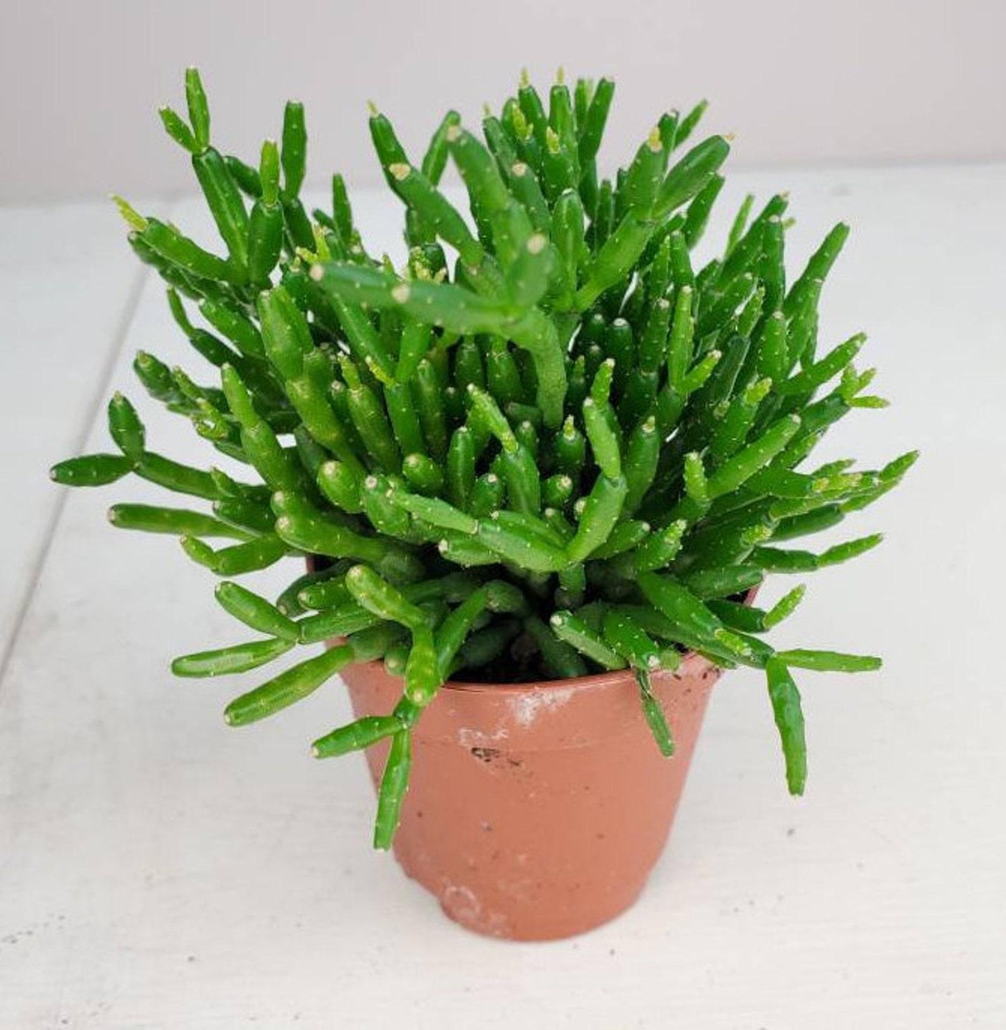 Rhipsalis Assorted - View 1 from www redcrocus com