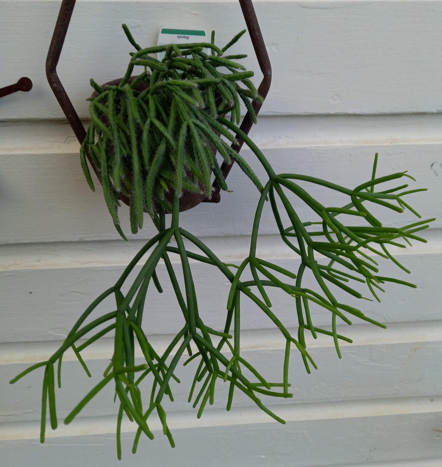 Rhipsalis Assorted - View 3 from www redcrocus com