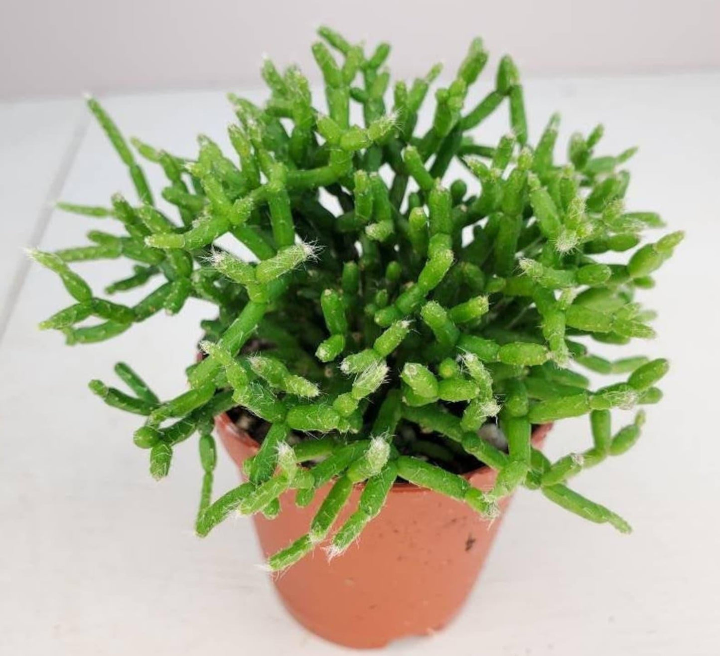 Rhipsalis Assorted - View 5 from www redcrocus com