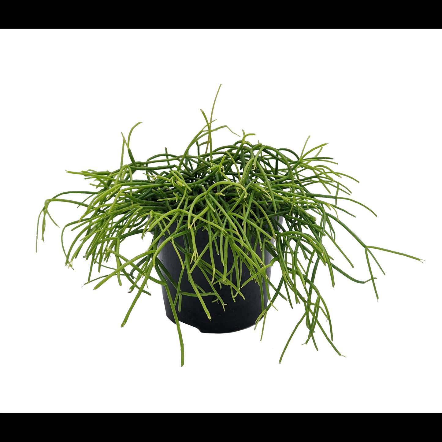 Rhipsalis Assorted - View 5 from www redcrocus com