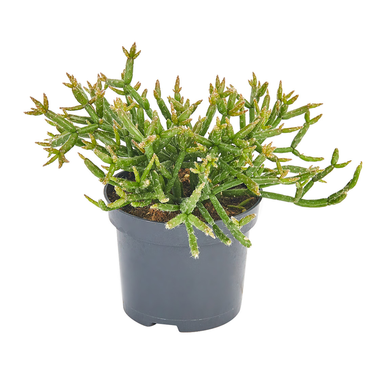 Rhipsalis Assorted - View 6 from www redcrocus com