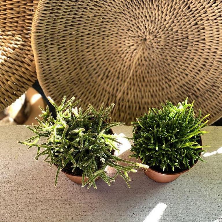 Rhipsalis Assorted - View 8 from www redcrocus com