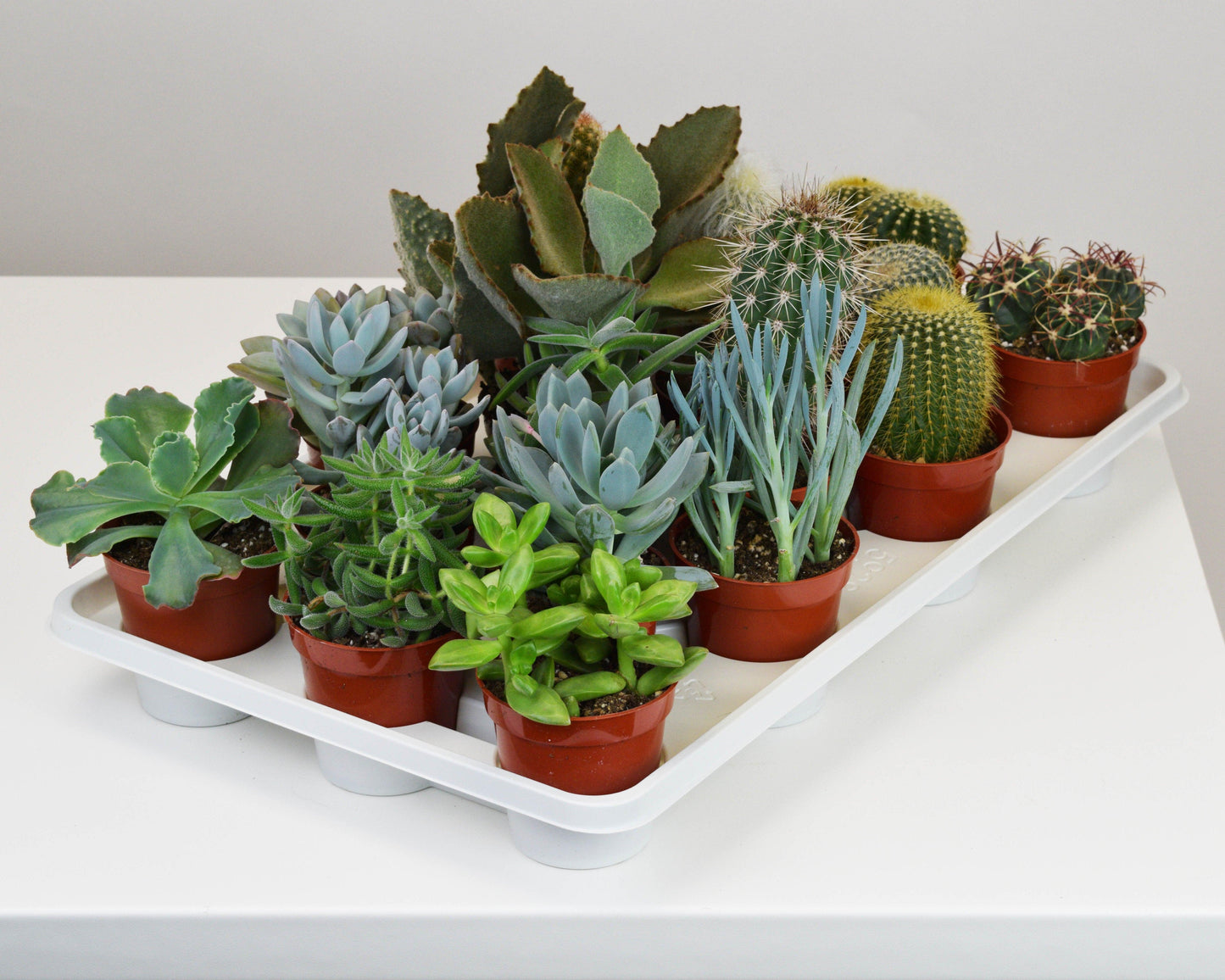 Cacti Succulent Assorted - View 11 from www redcrocus com