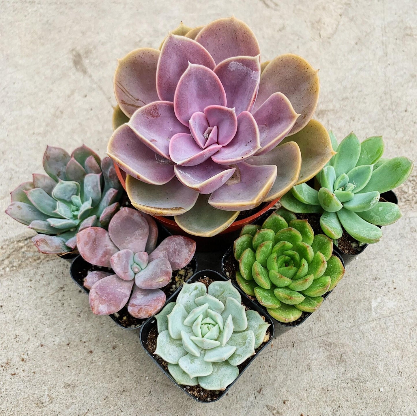 Cacti Succulent Assorted - View 13 from www redcrocus com