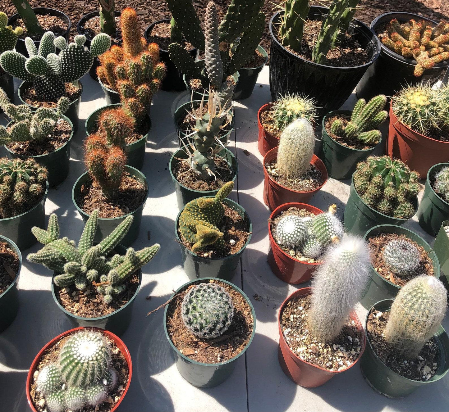 Cacti Succulent Assorted - View 15 from www redcrocus com