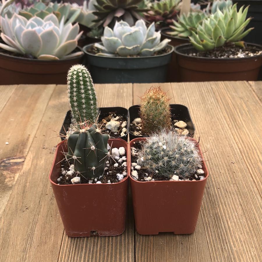 Cacti Succulent Assorted - View 16 from www redcrocus com
