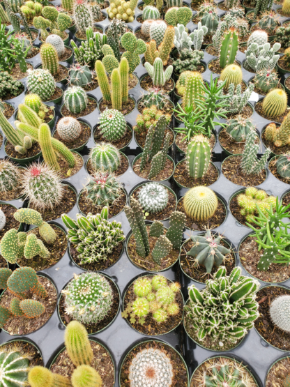 Cacti Succulent Assorted - View 18 from www redcrocus com