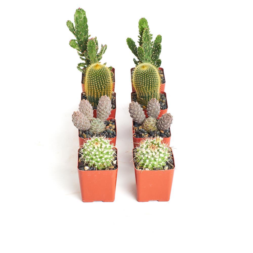 Cacti Succulent Assorted - View 18 from www redcrocus com