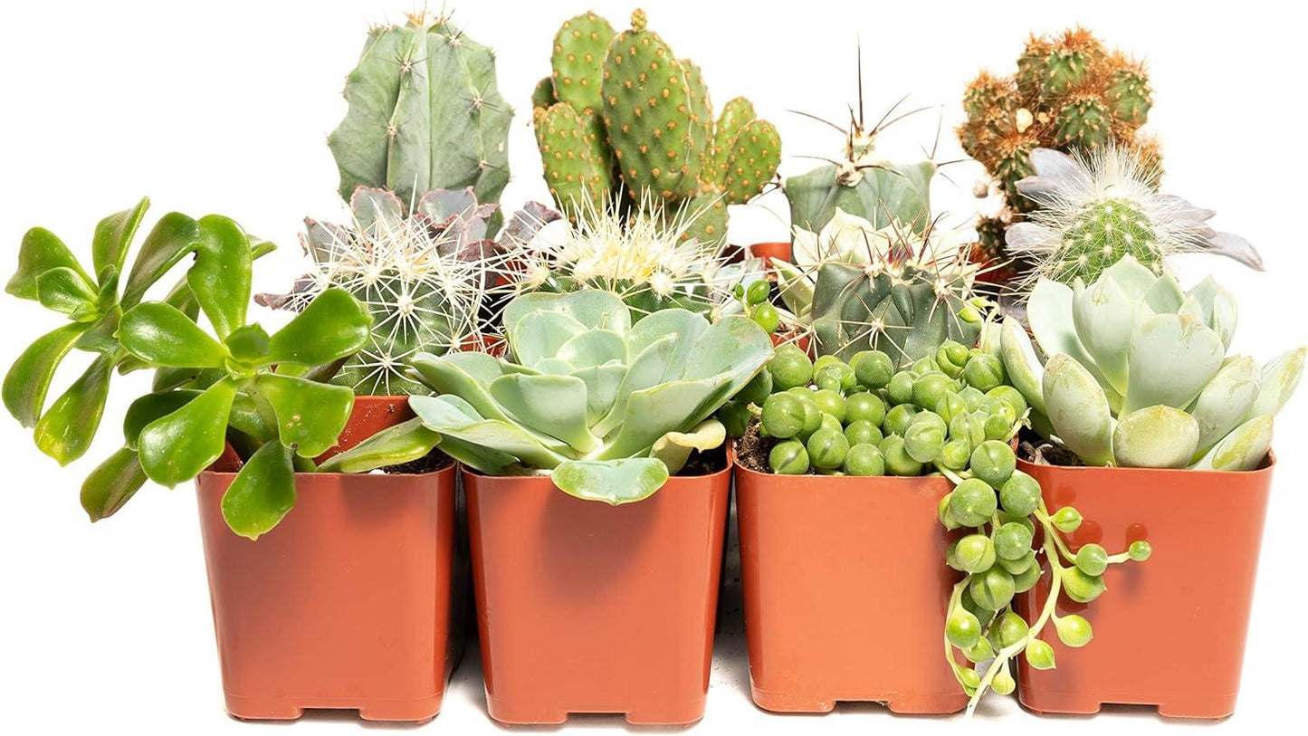Cacti Succulent Assorted - View 1 from www redcrocus com