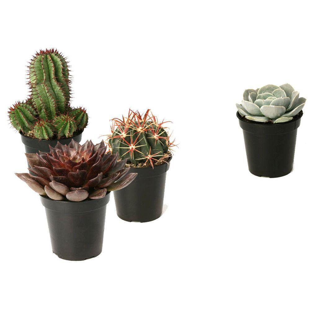 Cacti Succulent Assorted - View 20 from www redcrocus com