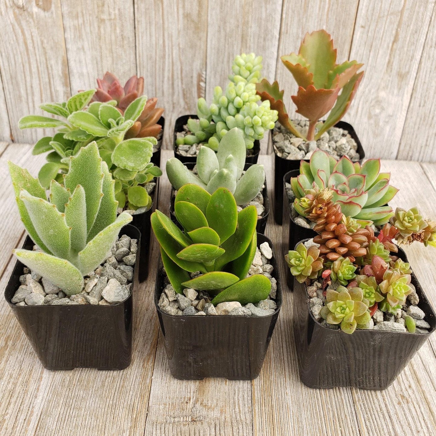 Cacti Succulent Assorted - View 2 from www redcrocus com