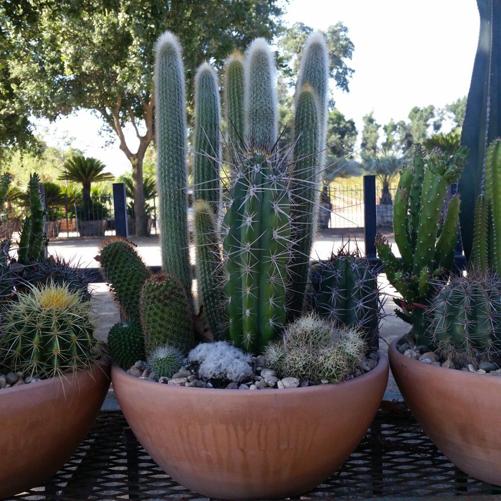 Cacti Succulent Assorted - View 3 from www redcrocus com