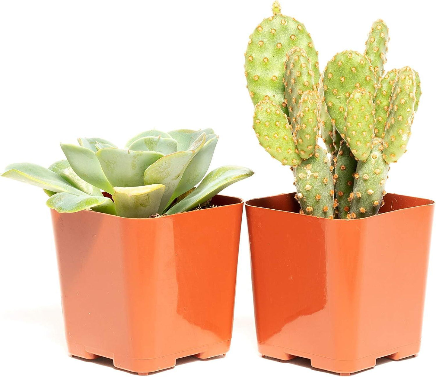 Cacti Succulent Assorted - View 4 from www redcrocus com