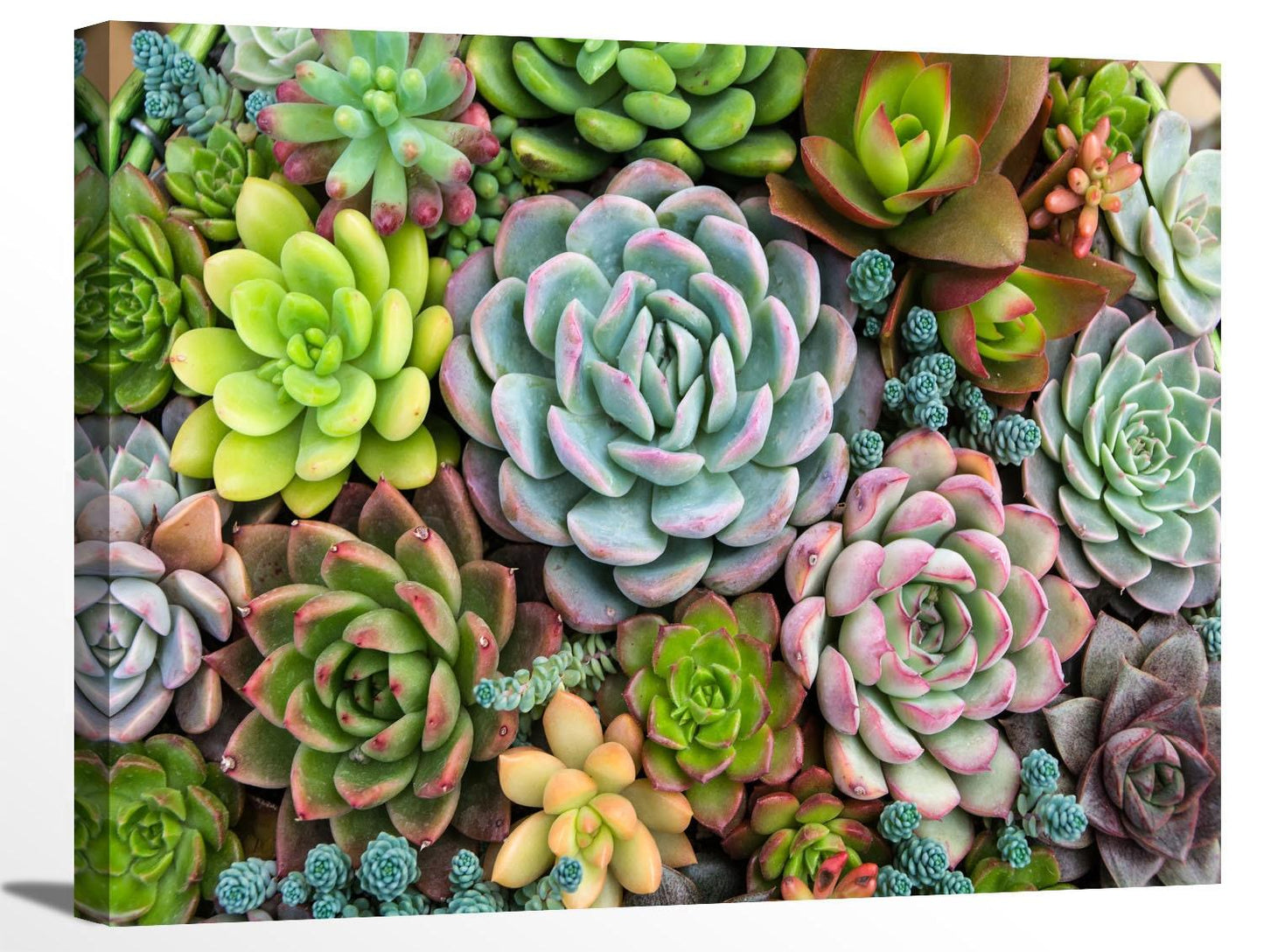 Cacti Succulent Assorted - View 7 from www redcrocus com