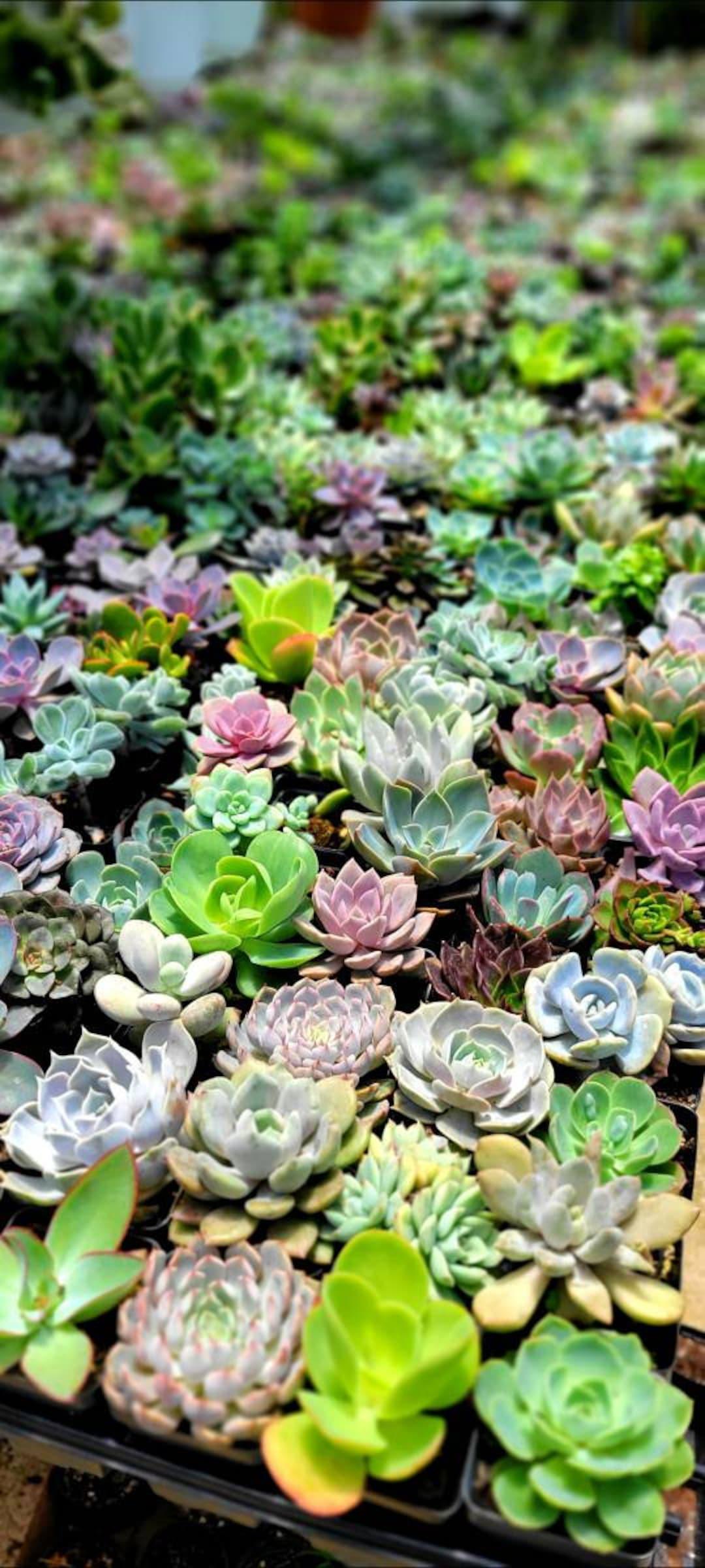 Echeveria, Assorted - View 12 from www redcrocus com