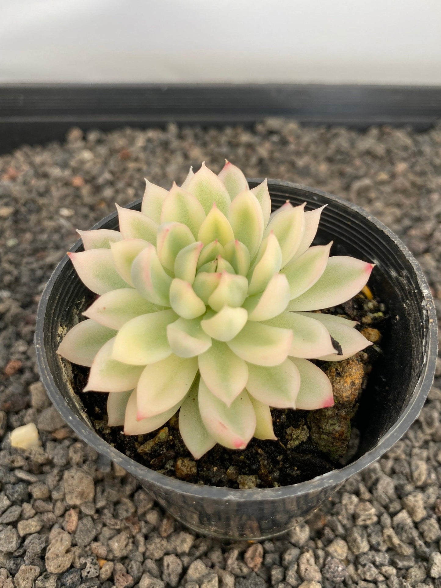 Echeveria, Assorted - View 14 from www redcrocus com