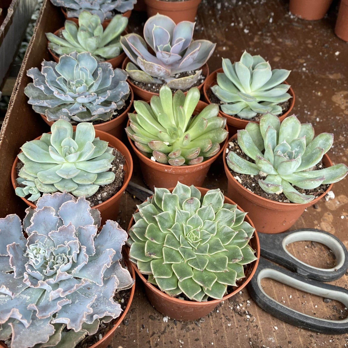 Echeveria, Assorted - View 18 from www redcrocus com