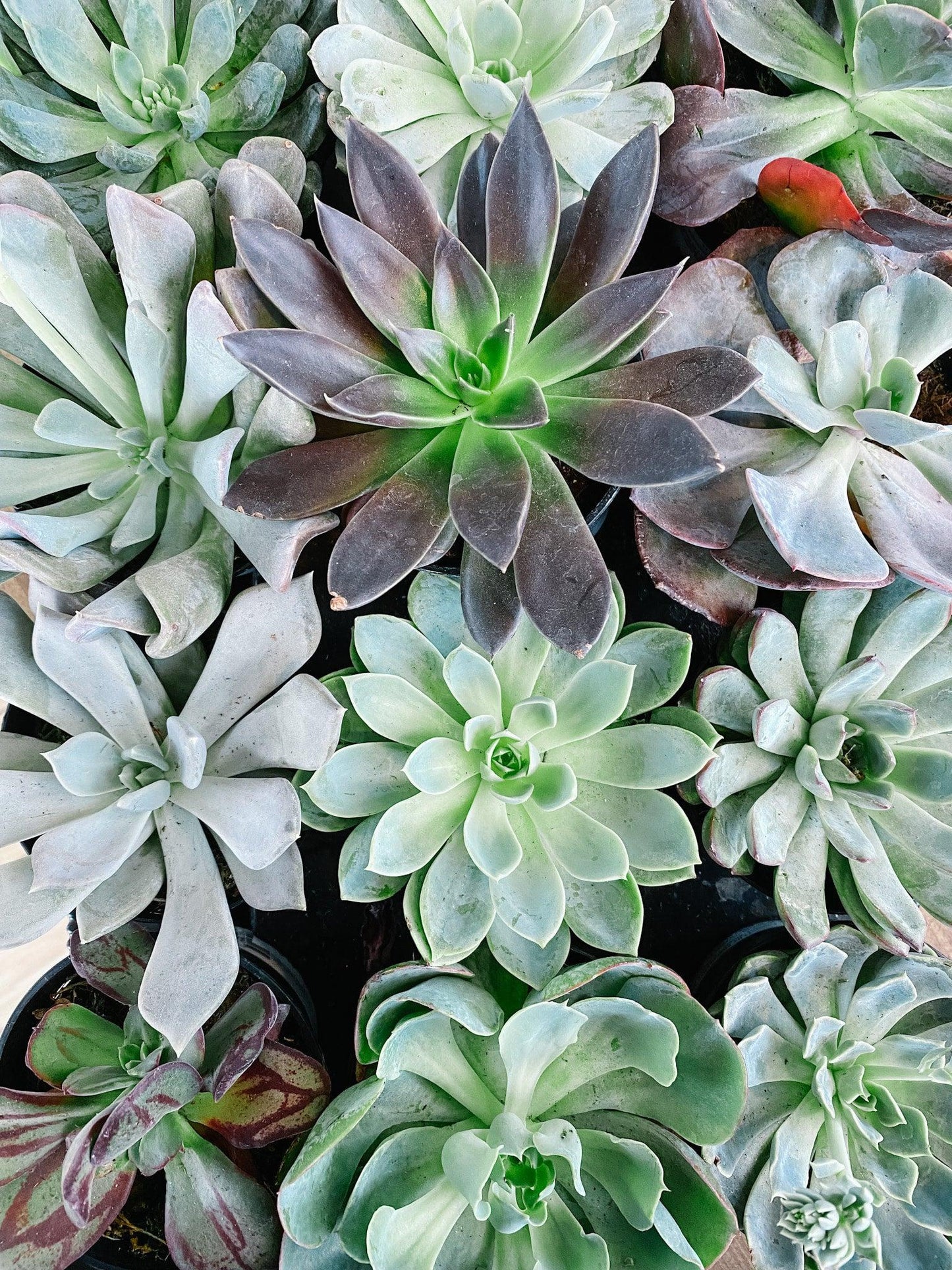 Echeveria, Assorted - View 19 from www redcrocus com