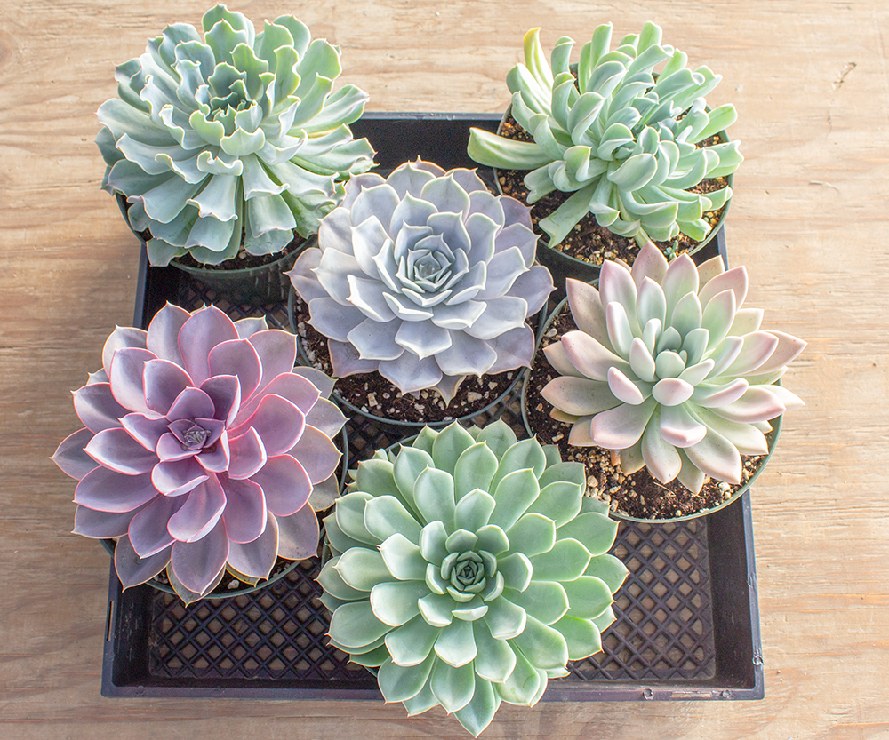 Echeveria, Assorted - View 4 from www redcrocus com