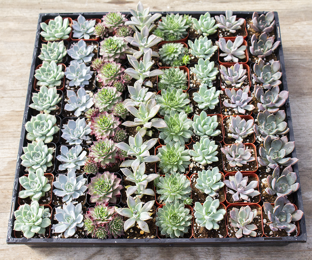Echeveria, Assorted - View 5 from www redcrocus com