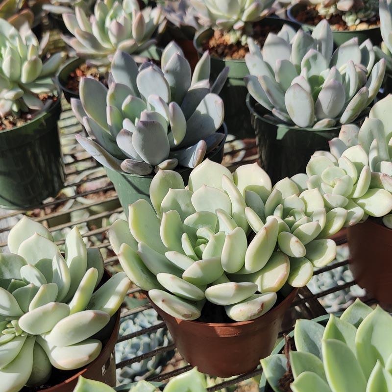 Echeveria, Assorted - View 7 from www redcrocus com