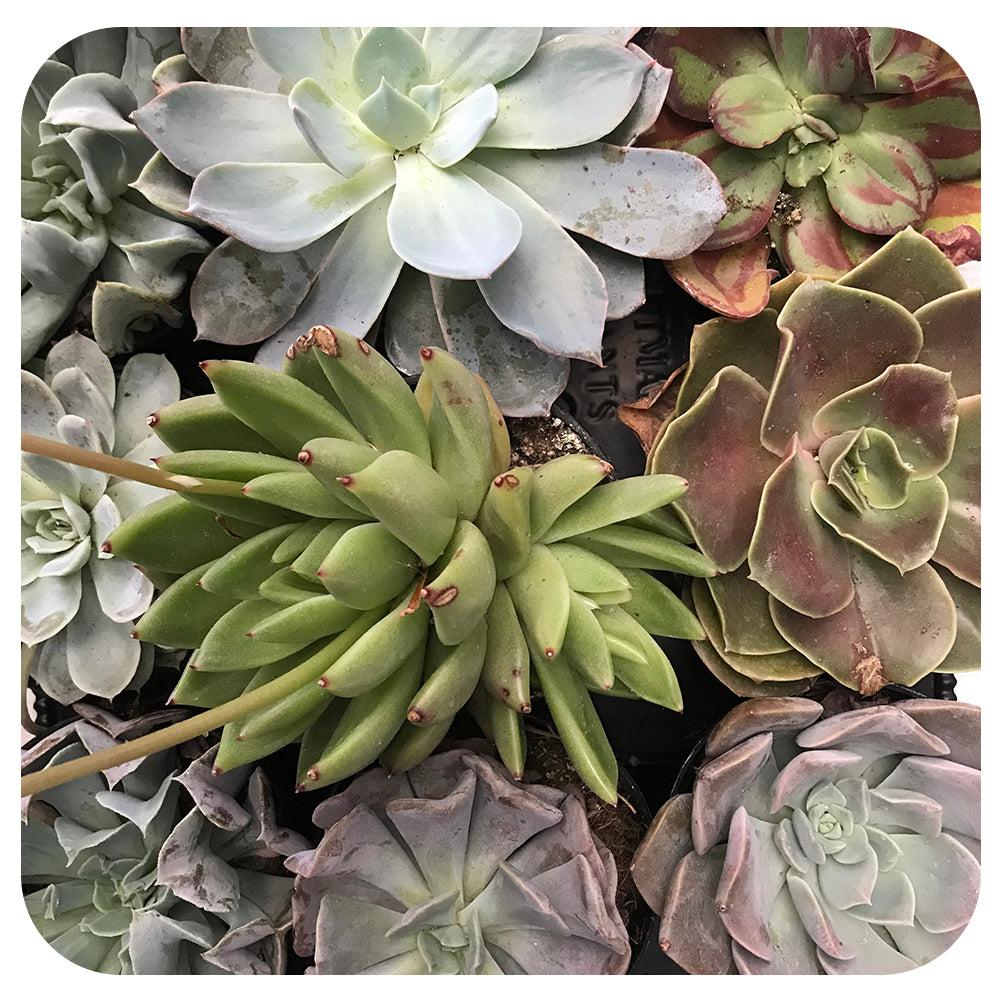 Echeveria Assorted - View 11 from www redcrocus com