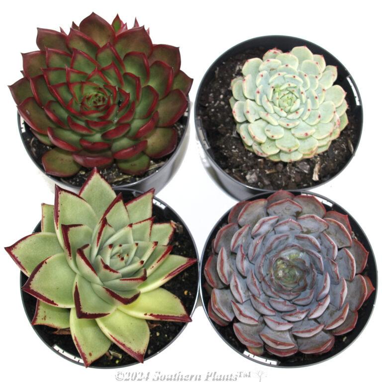 Echeveria Assorted - View 12 from www redcrocus com