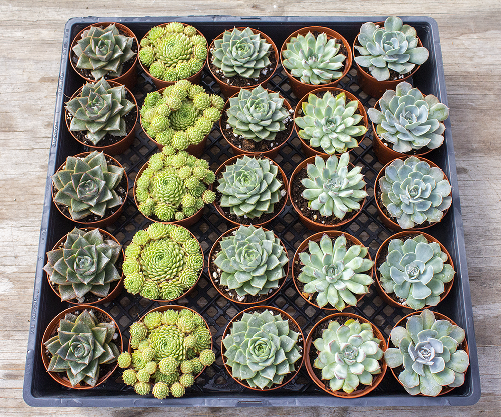 Echeveria Assorted - View 1 from www redcrocus com