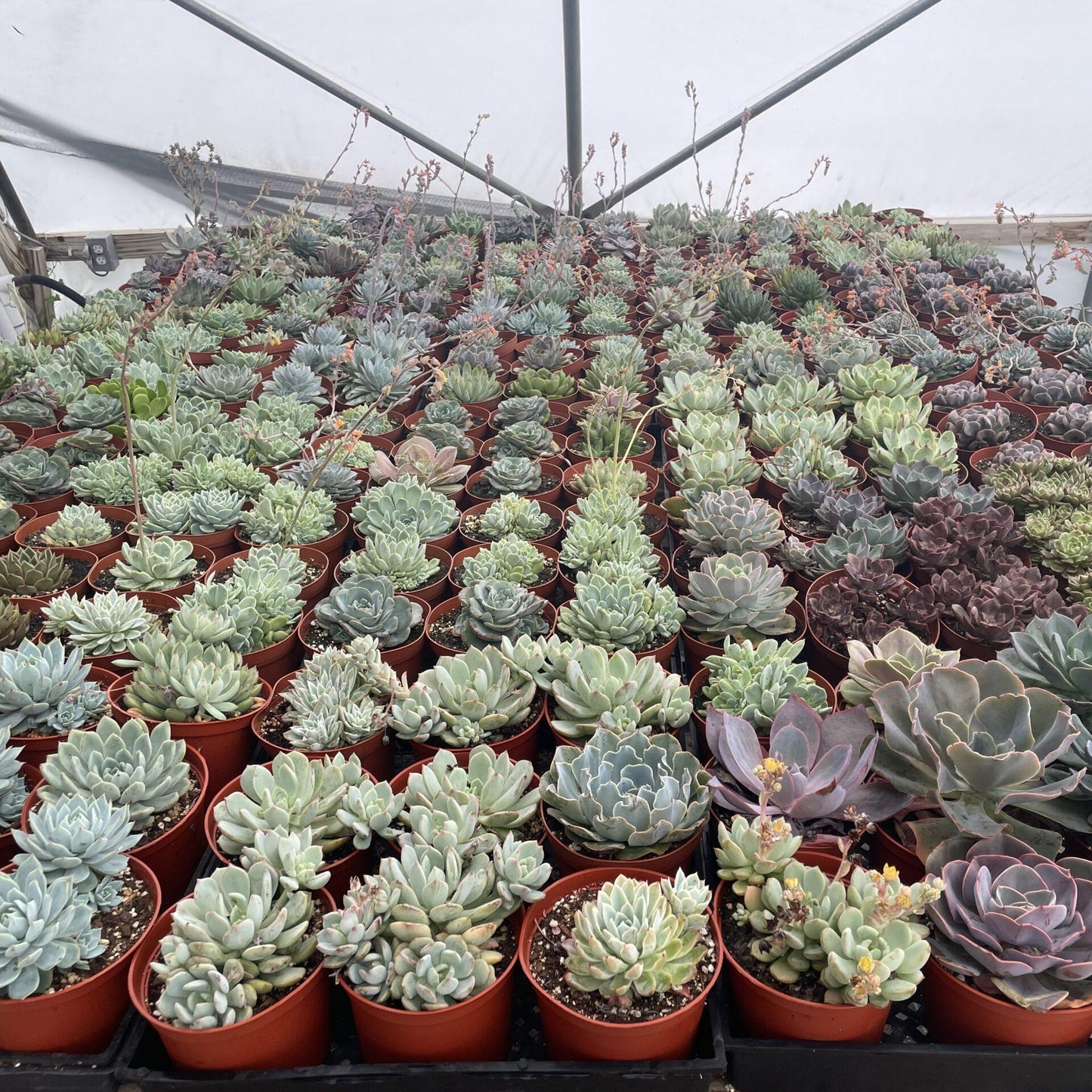 Echeveria Assorted - View 20 from www redcrocus com