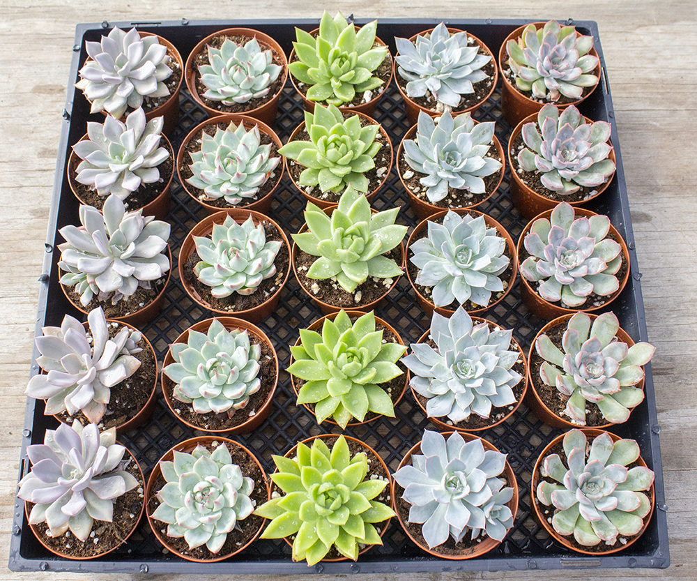 Echeveria Assorted - View 2 from www redcrocus com
