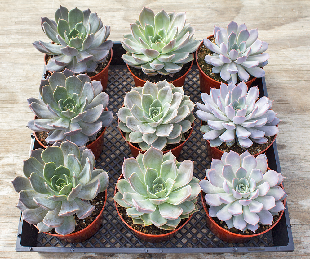 Echeveria Assorted - View 3 from www redcrocus com