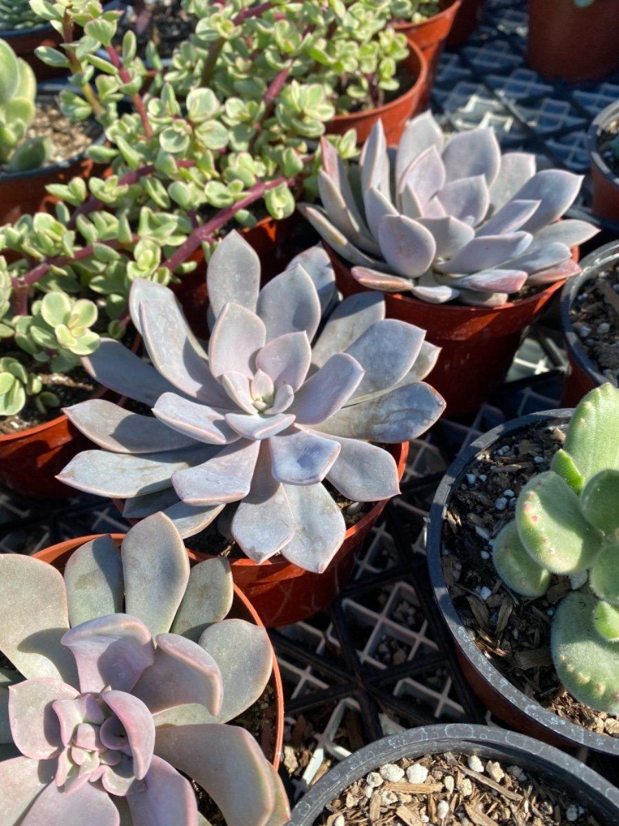 Echeveria Assorted - View 9 from www redcrocus com